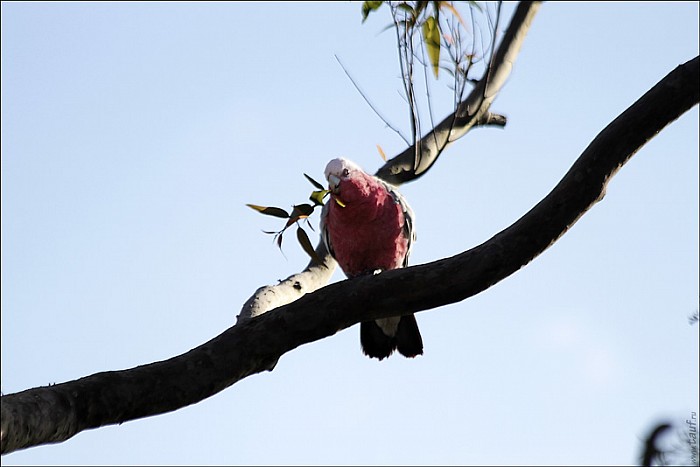 13-parrot0-04--2323-abc.jpg: 800x534, 100k (2013-02-10, 12:00)