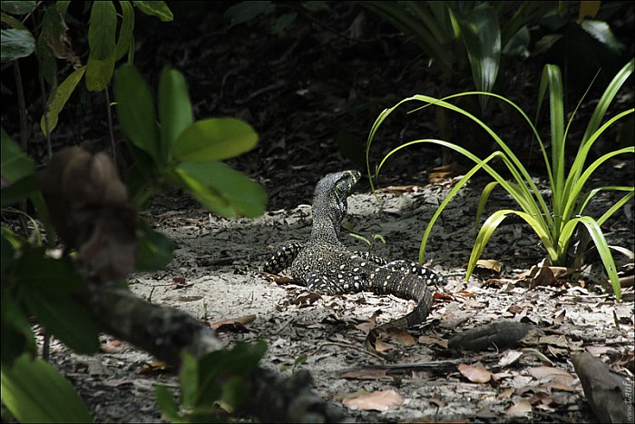 01-Varanus-4387-abc.jpg: 800x534, 213k (2013-02-03, 11:05)